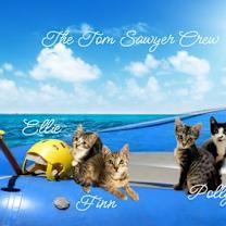 Thumbnail photo of Ellie *kitten* #3