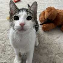 adopt-pet