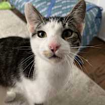 adopt-pet