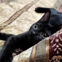 Thumbnail photo of Shorty #4