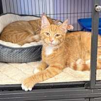 Thumbnail photo of Haze #1