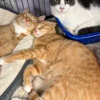 Thumbnail photo of Haze #3