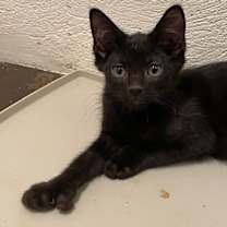 Thumbnail photo of Bones (LE) #3