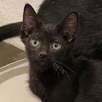 Thumbnail photo of Bones (LE) #4