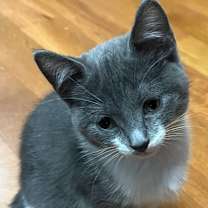 adopt-pet