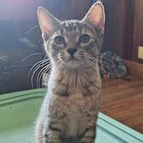 adopt-pet