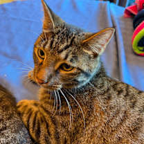 adopt-pet