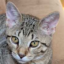 Thumbnail photo of Brienne #2