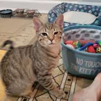 Thumbnail photo of Brienne #3