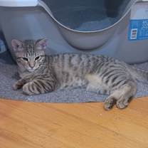 Thumbnail photo of Brienne #4