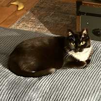 Thumbnail photo of Penelope Pussycat #2