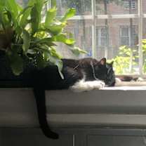 Thumbnail photo of Penelope Pussycat #3