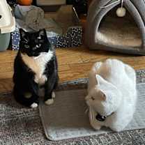 Thumbnail photo of Penelope Pussycat #4