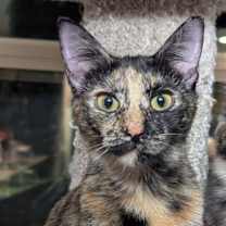 Thumbnail photo of Paisley & Lacey 6.15.25 #1