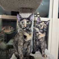 Thumbnail photo of Paisley & Lacey 6.15.25 #2