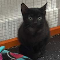 adopt-pet