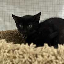 adopt-pet