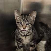 Thumbnail photo of Hide #2