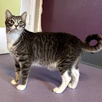 Thumbnail photo of Phineus #1