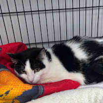 adopt-pet