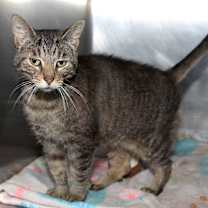 Thumbnail photo of Larrysia (Spayed) #2