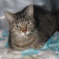 Thumbnail photo of Larrysia (Spayed) #3