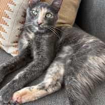 Thumbnail photo of Ambrosia #1