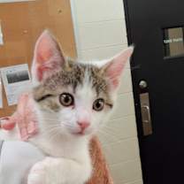 Thumbnail photo of Alice #2