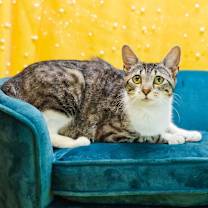 Thumbnail photo of Basira-C #1