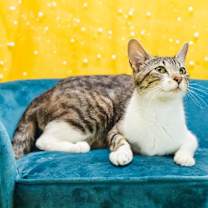 Thumbnail photo of Basira-C #3