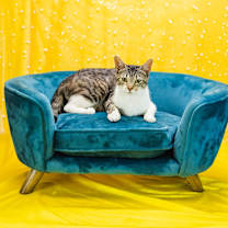 Thumbnail photo of Basira-C #4