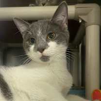 Thumbnail photo of Harry Potter #1