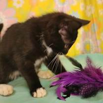 Thumbnail photo of Brooklyn #2