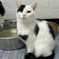 Thumbnail photo of Gizmo #1