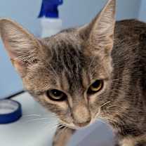 Thumbnail photo of Muriel #2