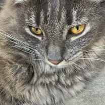 Thumbnail photo of Urma #4