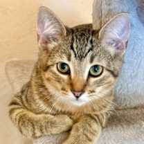 Thumbnail photo of Finnegan #1