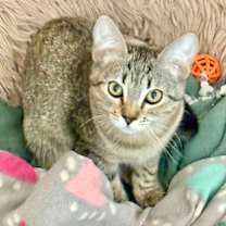 Thumbnail photo of Nessa #3