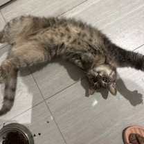 Thumbnail photo of Dewey #2