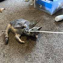 Thumbnail photo of Dewey #3