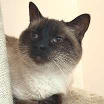 Thumbnail photo of Stella 3 #1