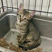 Thumbnail photo of Tito the Squidge #1