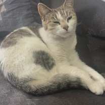 Thumbnail photo of Chai #2