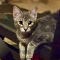 Thumbnail photo of Rain - Nature Litter ⭐️PROMOTION⭐️ #4