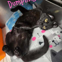 Thumbnail photo of Dumpling #1
