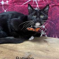 Thumbnail photo of Batman #2