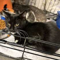 Thumbnail photo of Batman #3