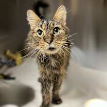 Thumbnail photo of Church #4