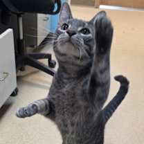 Thumbnail photo of South Paw #3