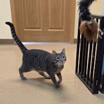 Thumbnail photo of South Paw #4